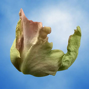 Guard Petal Example Image 1