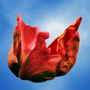 Guard Petal Example Image 4