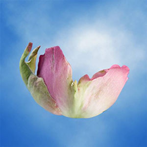 Guard Petal Example Image 3
