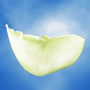 Guard Petal Example Image 9