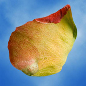 Guard Petal Example Image 10
