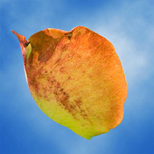 Guard Petal Example Image 6