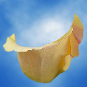 Guard Petal Example Image 5