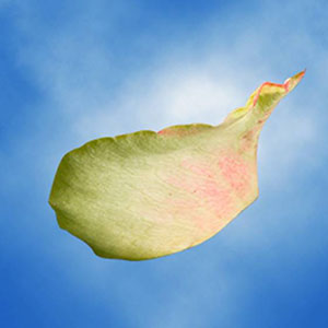 Guard Petal Example Image 8