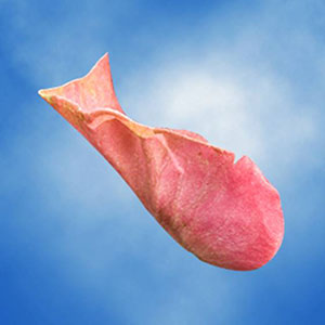 Guard Petal Example Image 7